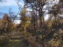Bois de Cestres